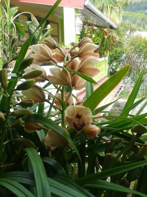 Chambres D'Hotes L'Orchidee Rose Salazie Exteriér fotografie