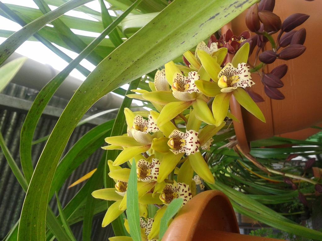 Chambres D'Hotes L'Orchidee Rose Salazie Exteriér fotografie